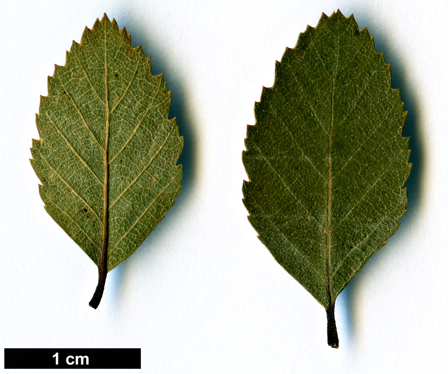 High resolution image: Family: Nothofagaceae - Genus: Nothofagus - Taxon: menziesii × N.obliqua